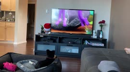 Our super cute 2.5 month old puppy watches cartoons on a cold winter day
