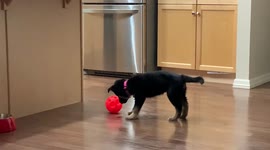 Puppy learns how to play with a bright orange treat ball, super cute to watch