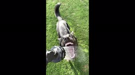 Slo-Motion video of puppy attacking the water hose with her face