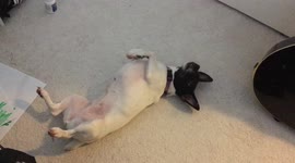 Lazy Jack Russell squirms around the floor to scratch its back