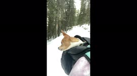 A chihuahua encounters a snowman during a hike and has a hilarious reaction