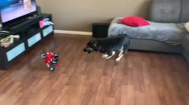 German Shepherd/Husky chases Ducati motorcycle in our living room