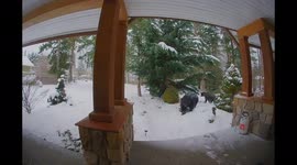 Mother bear and two cubs at front door in snow Vancouver Island, British Columbia. Christmas visitors.