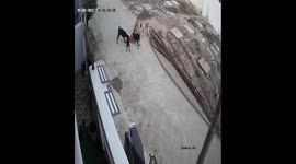 Little girl miraculously survives after being attacked by pack of dogs in Northern India