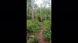 The Orangutans King Waiting For Some Food on Feeding Platform
