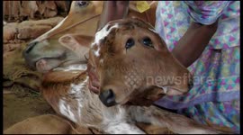 Baby calf with two heads, four eyes, and two mouths, becomes 'attraction' in Southern India