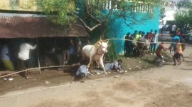 Bull goes WILD and leaves 50 people injured during unauthorised event in India