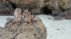 5 monkeys with a baby, just hanging on a rock and doing their thing