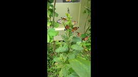 Butterflies, dozens of them