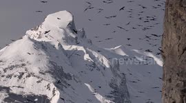 Spectacular slow motion footage shows hundreds of birds soaring above Swiss Alps