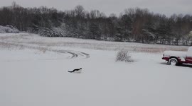 Cow Kitty Plays In Snow For The First Time! He LOVES it! Running through the snow like a dog!
