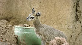Frail and fabulous baby klipspringer is adorable new antelope