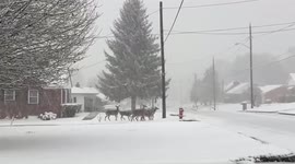 Herd of deer spotted in residential Virginia streets during snowstorm