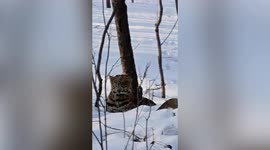 Man encounters wild leopard chilling on snowy road in northern China