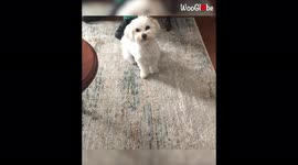 'Fluffy dog is WAY TOO EXCITED to open her Christmas presents 
'