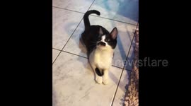 Meet 'Mostaccioli' - the moustachioed cat that looks like Freddie Mercury