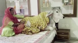Herd of cows get private bedrooms after adoption by Indian family