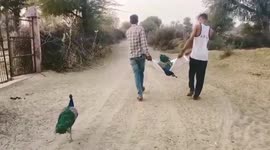 Emotionally intelligent peacock follows dead buddy on last journey after friendship for years