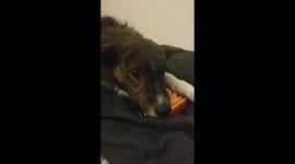 Cute dog barking and playing with a pork chop plastic toy on a bed
