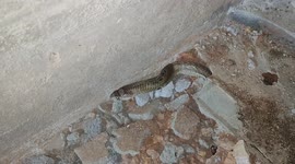 Indian cobra discovered hiding under floor of farmer's house in east India