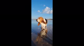 Basset hound dog windy walk so beautiful