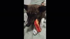 Cute dog barking and playing with a pork chop plastic toy on a bed
