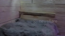 THAT'S NUTS - An animal lover has built an amazing miniature wildlife village in his back garden - complete with an infinity pool and a Christmas cabin for SQUIRRELS