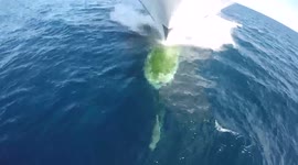 AYE AYE FLIPPER - This is the stunning moment a photographer used his GoPro to film a dolphin keeping pace with a gigantic superyacht