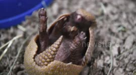 Adorable footage shows this tiny one-month-old armadillo pup, hilariously named Segway.