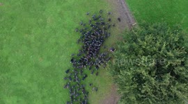 A farmer has found a crafty way to get his flock of 10,000 turkeys home safely each night – by teaching his sheep dogs to heard them