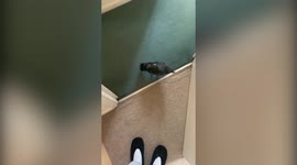 Hilarious moment a WILD pigeon broke into a London home and REFUSED to leave.