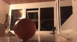 This is the moment an adorable pine marten sneaks into a house to take an egg left out as a snack