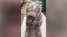 SOUND ON! Watch this adorable porcupine munching on vegetables.
