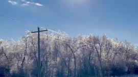 Ice-covered trees twinkle in the sunshine with a blue sky backdrop