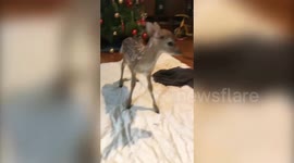 Meet the teen who opened her home last Christmas to an abandoned baby deer - named Comet after Santa's reindeer!