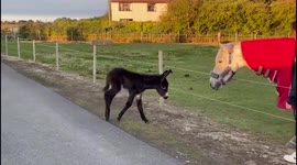 NEW FOOTAGE - Mule-staken identity! Donkey thinks it's a dog after it was raised among pooches