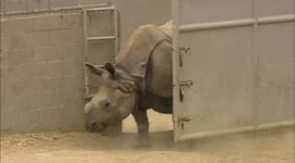 A Baby Rhino Begins the Journey of Life
