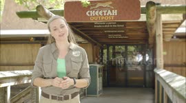 Hang Out with the Cheetahs of Little Rock, Arkansas