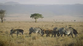 Learn How to Tell the Difference Between Different Species of Zebras