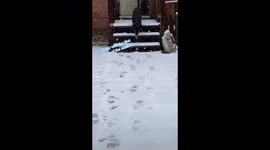 Watch New Mexico rescue dog fall in love with snow!