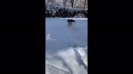 Cute fluffy white dog plays in snow in slow motion
