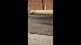 Cute mama duck walks with her little ducklings