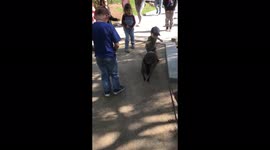 Innocent kangaroo gets WHACKED by young safari park guest