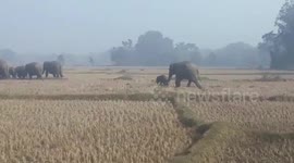 Mother jumbo ushers calf out of field following crop raid in eastern India