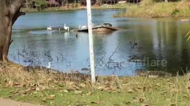 Two wild monitor lizards wrestle next to pond during winter mating season