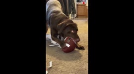 Excited dog finds and opens his Christmas present on his own