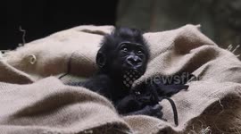 Adorable moment premature baby gorilla is reunited with his family