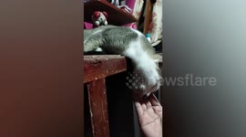 Pet cat sleeps in bizarre position making owner worried it had died