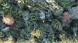 Hundreds of Christmas trees pile up in UK as people clear homes ready for 2022