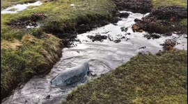 An adorable grey seal is cut free after found stuck in fishing net on beach